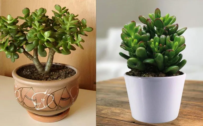 Màu xanh lá mang lại cảm giác trong lành, tươi tắn và khởi đầu mới cho người mệnh Mộc.