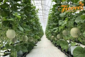 ĐẶC TÍNH CỦA GIÁ THỂ TRỒNG CÂY