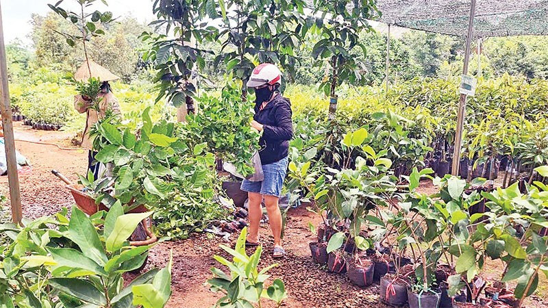 Giống Cây Trồng Bình Định: Nguồn Cung Ứng Chất Lượng Từ Trung Tâm Uy Tín