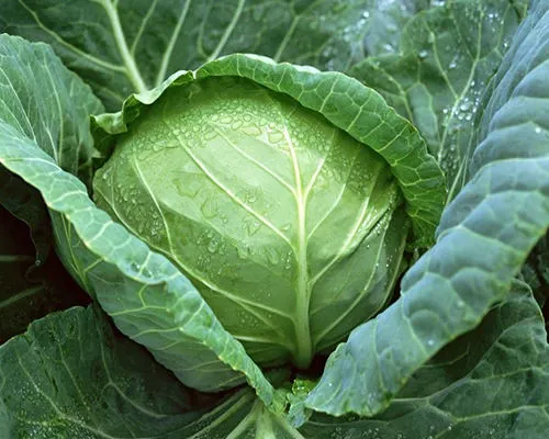 Danh sách các loại rau củ bạn nên trồng vào tháng 2