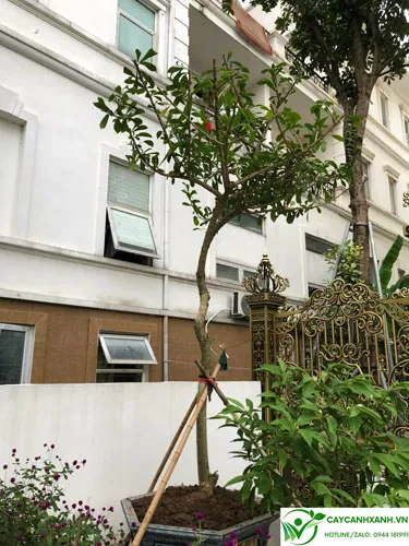 Cây đào tiên trồng cửa nhà