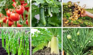 Đất Cát Trồng Cây Gì? Khám Phá Tiềm Năng và Bí Quyết Canh Tác Hiệu Quả