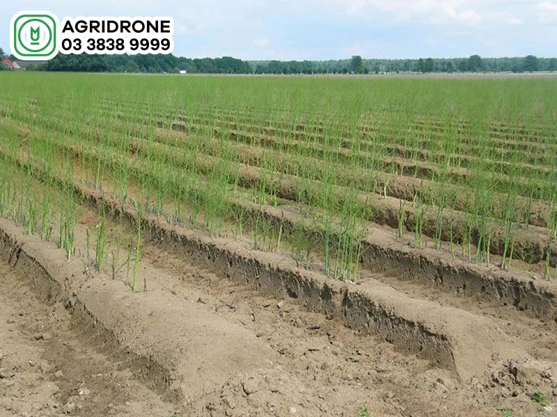 Đất cát trồng cây