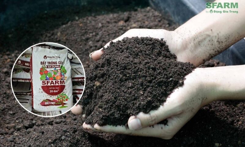 Giá Thể Ươm Hạt Giống SFARM: Giải Pháp Toàn Diện Cho Giai Đoạn Cây Con Khỏe Mạnh