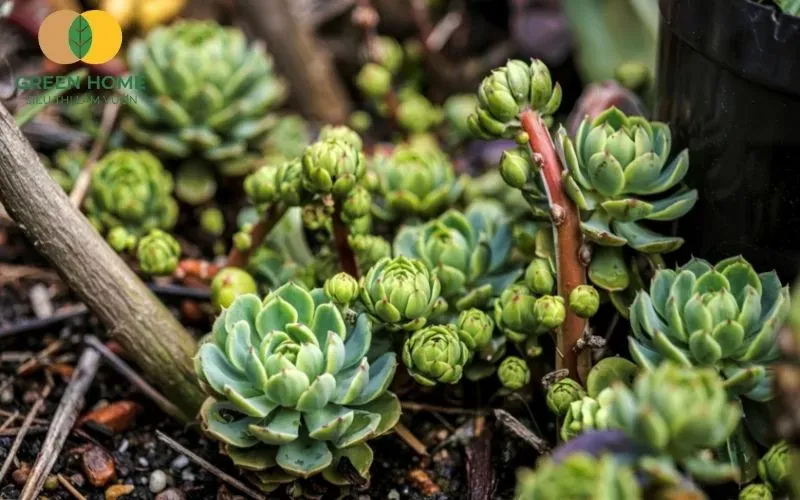 Hỗn hợp đất để trồng sen đá được xử lý sạch sẵn sàng sử dụng ngay