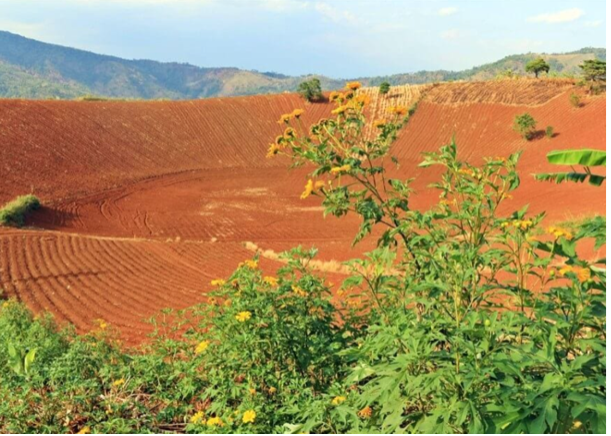 Đất Feralit Thích Hợp Trồng Cây Gì? Khám Phá Tiềm Năng Nông Nghiệp Hiệu Quả