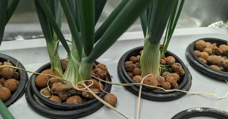 Giá Thể Đất Sét Nung Giải Pháp Trồng Trọt Bền Vững Cho Mọi Nhà