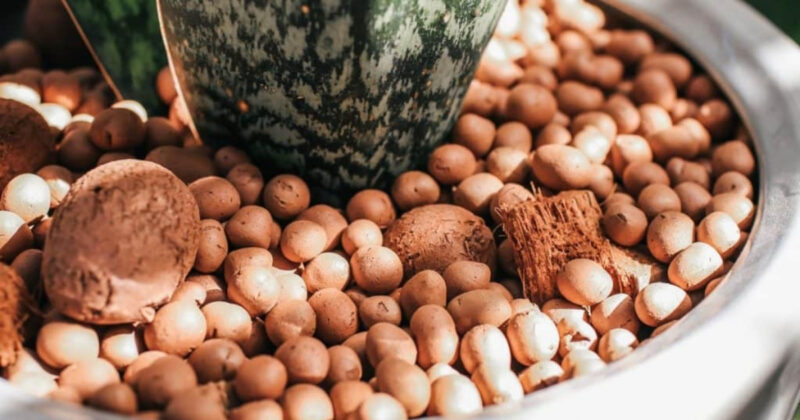 Giá Thể Đất Sét Nung Giải Pháp Trồng Trọt Bền Vững Cho Mọi Nhà