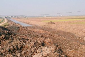 Đất Phèn Trồng Cây Gì? Giải Pháp Toàn Diện Cho Nông Nghiệp Bền Vững Tại Việt Nam