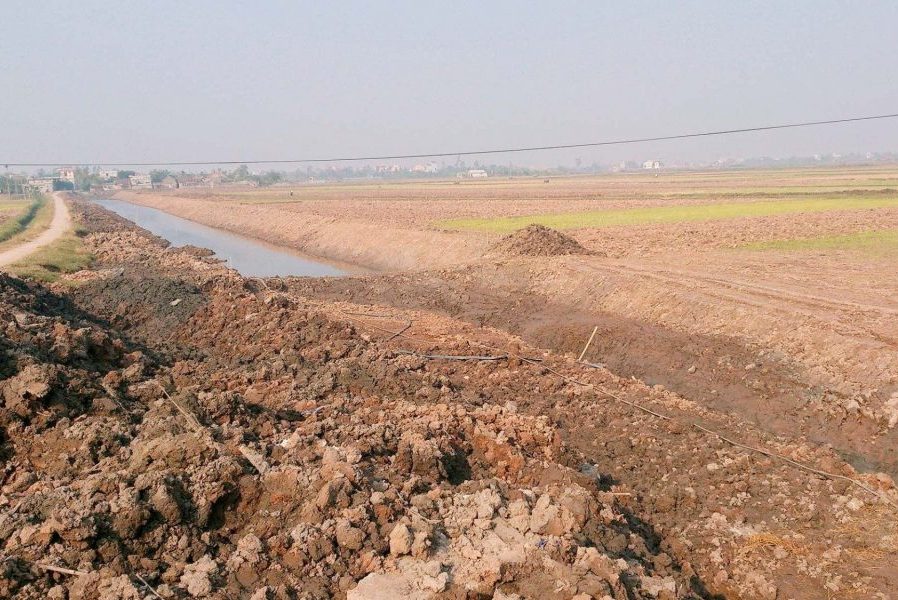 Đất Phèn Trồng Cây Gì? Giải Pháp Toàn Diện Cho Nông Nghiệp Bền Vững Tại Việt Nam