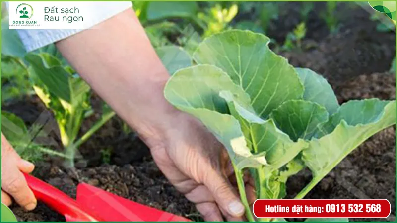 Các loại đất sạch đóng bao sẵn sàng cung cấp cho thị trường