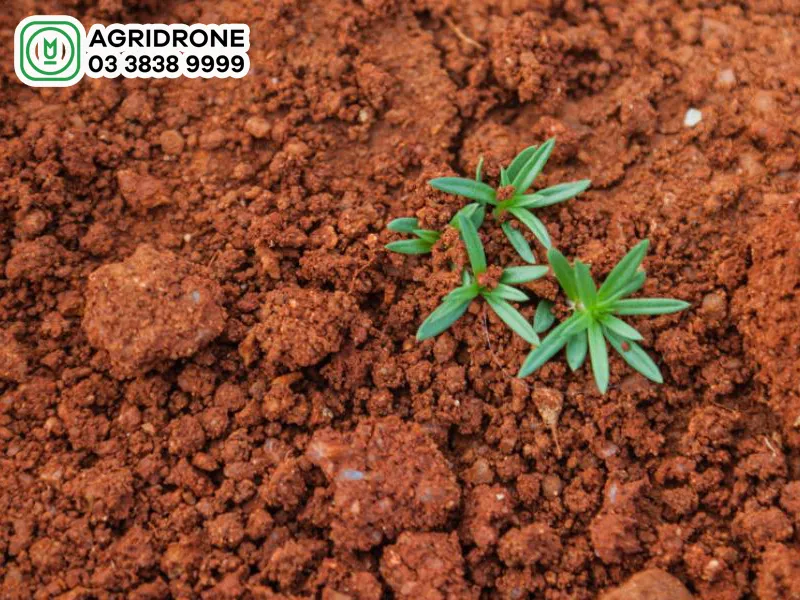 Đất sét trồng cây