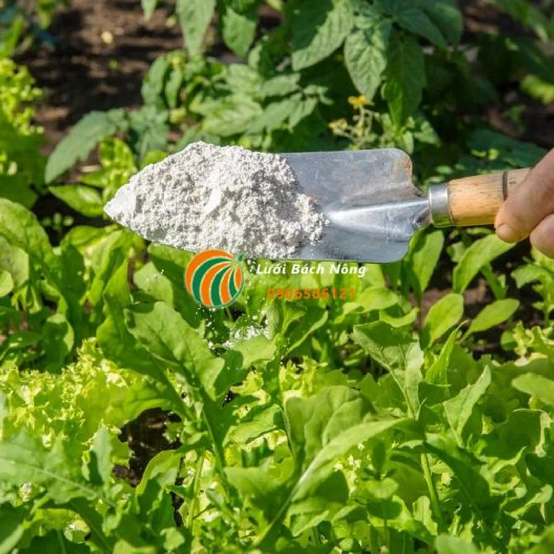 Đất tảo cát dùng trong quản lý các loại côn trùng trong đất khi bề mặt đất khô