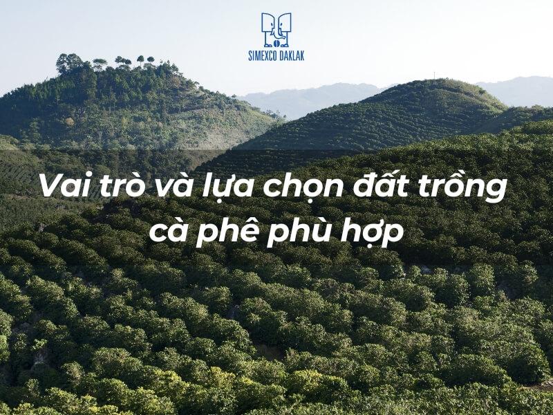 Vai Trò Của Đất Trồng Đối Với Cây Cà Phê: Kiến Thức Chuyên Sâu Cho Nông Dân