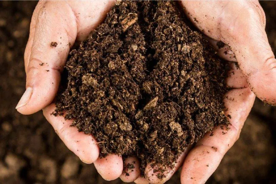 Giá thể ươm hạt cần tơi xốp, thoát nước và giàu dinh dưỡng.