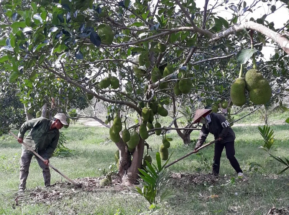 Cảnh quan đất trồng cây lâu năm xanh tốt