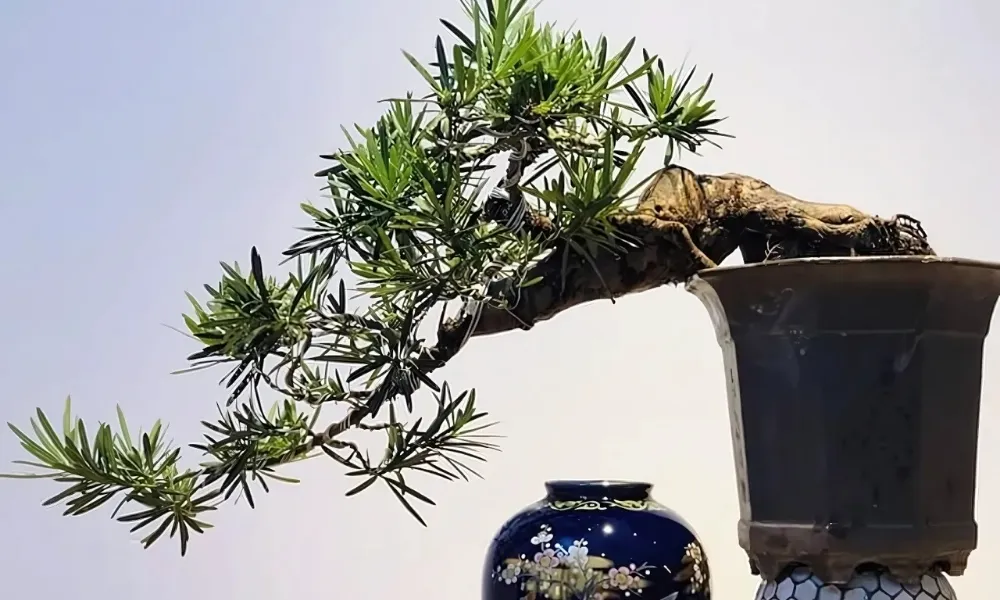 Đất trồng cây tùng la hán đúng kỹ thuật để cây có dáng đẹp, tán xanh