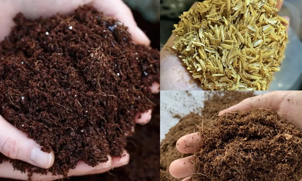 Phối hợp phân hữu cơ, trấu và xơ dừa để đảm bảo độ tơi xốp