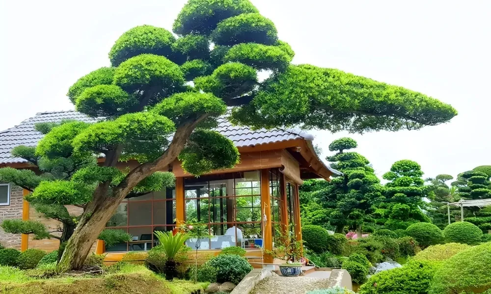 Đặc điểm cây tùng la hán