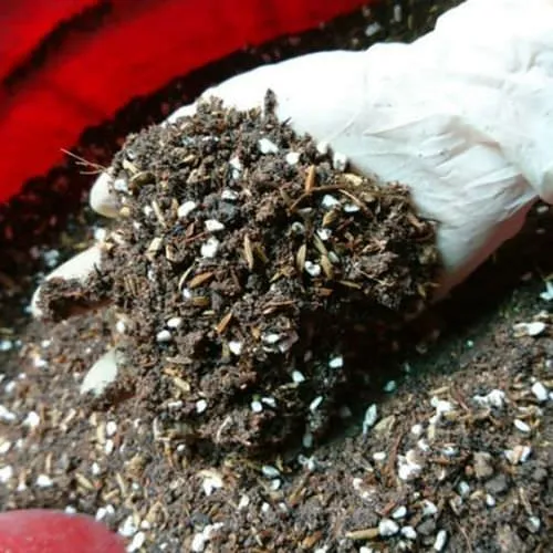 Chất đất trồng hoa hồng