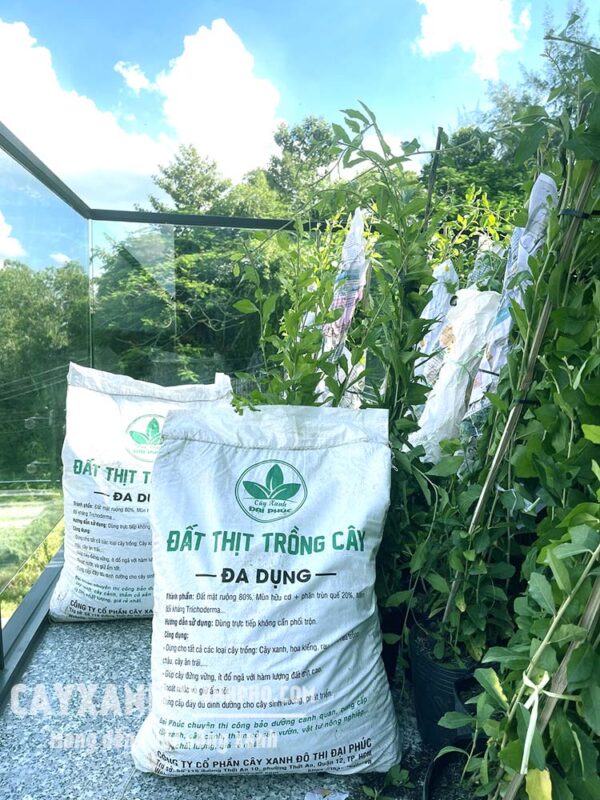 Mua Đất Trồng Cây Ở Đâu Tại TPHCM: Hướng Dẫn Chi Tiết Từ Chuyên Gia