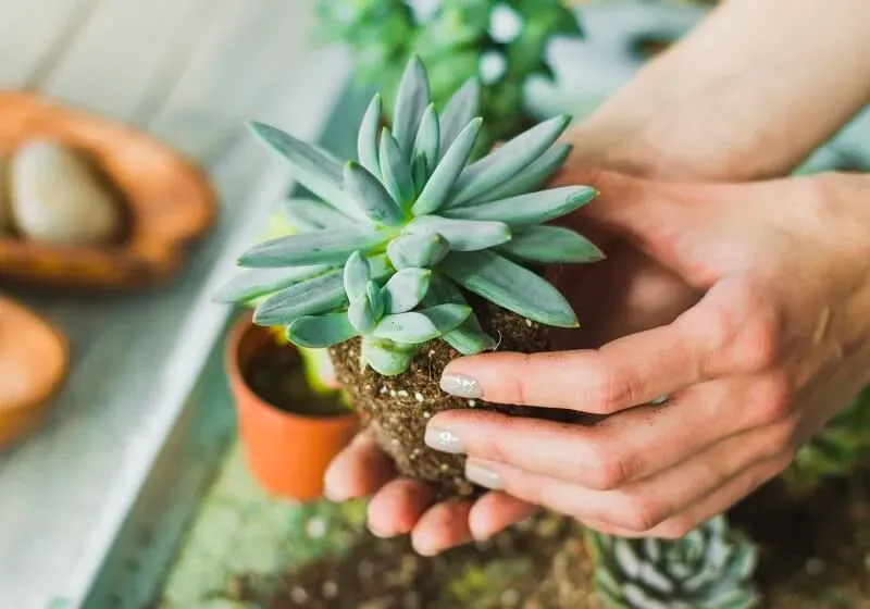 Đất trồng sen đá