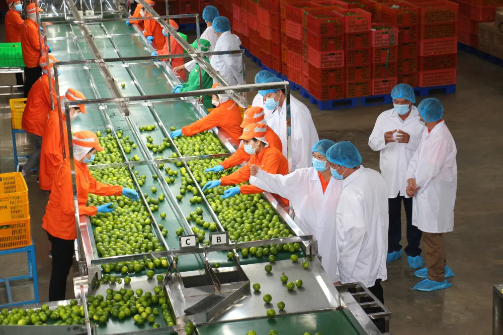 Quy trình đóng gói chuyên nghiệp tại công ty trái cây Cần Thơ tuyển dụng