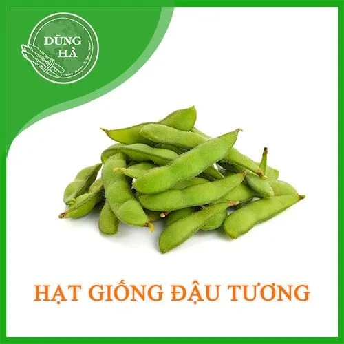 hat-giong-dau-tuong