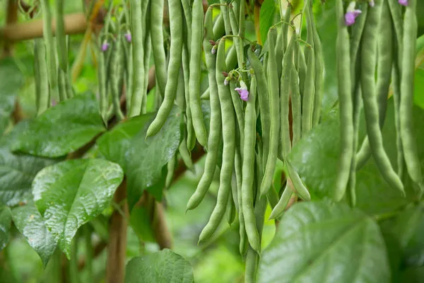 Đậu cô ve xanh mướt