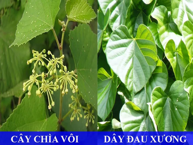 So sánh hình ảnh để phân biệt chính xác chìa vôi và các loại dây leo khác