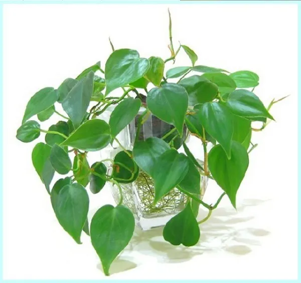 Dây Trường Xuân