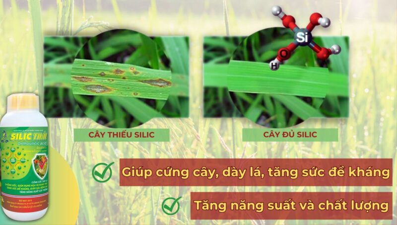 Tầm Quan Trọng Của Amino Acid Đối Với Cây Trồng: Nâng Cao Năng Suất & Sức Khỏe