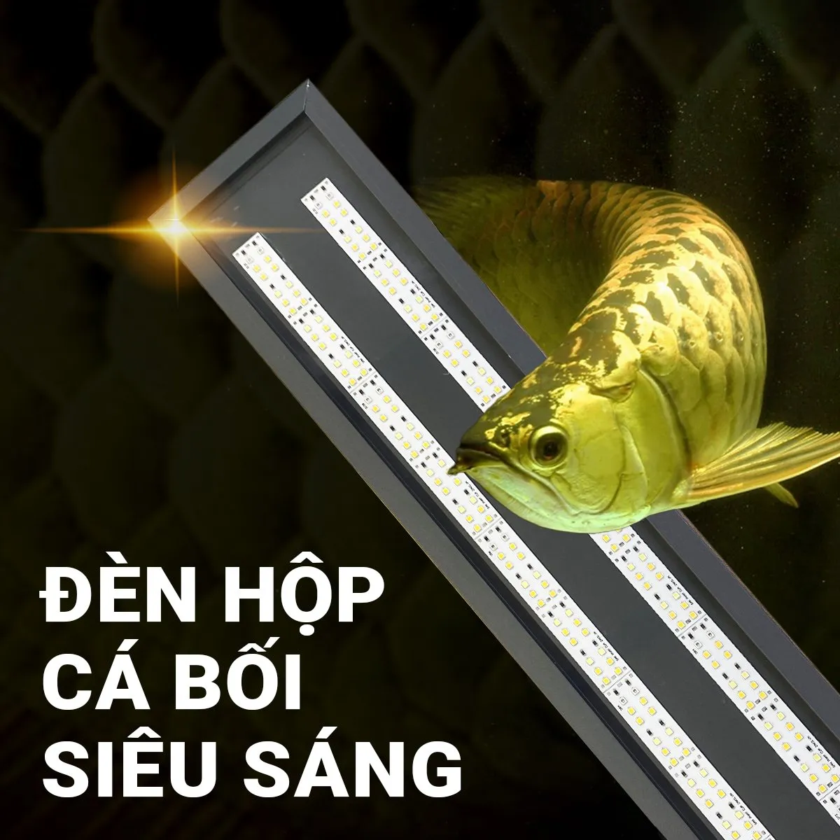 đèn máng cá bối siêu sáng