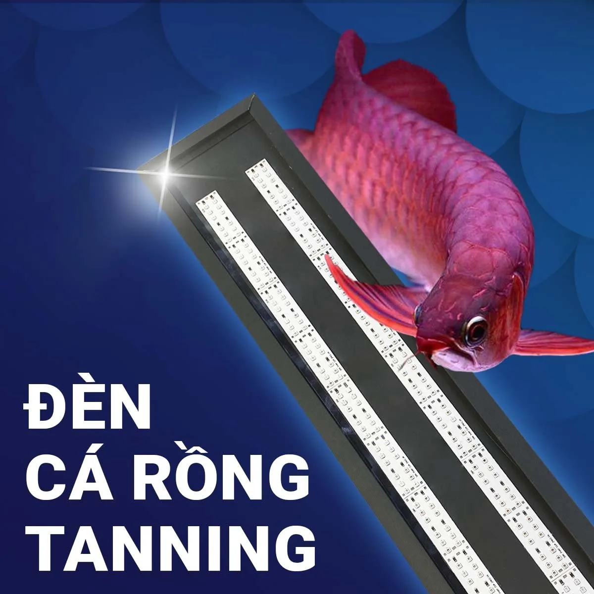 đèn tanning huyết long siêu tốc
