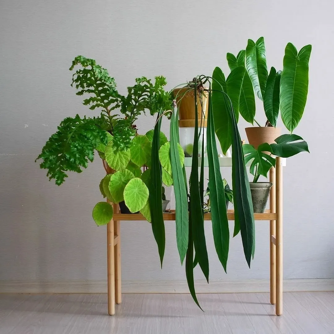 Metronidazole phòng bệnh cho cây