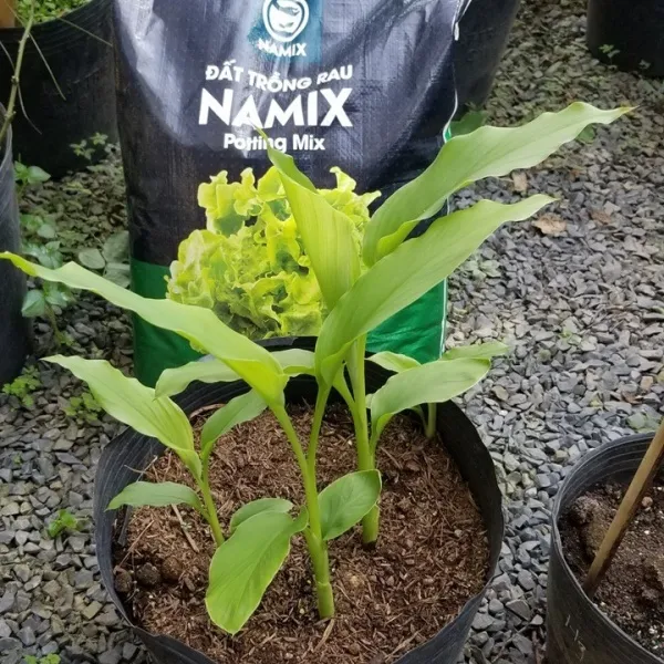 Đất trồng rau Namix chuyên dụng cho rau ăn lá