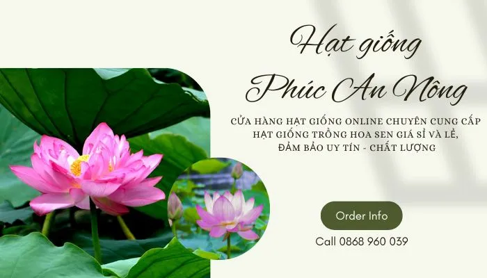 Địa chỉ mua hạt giống hoa sen giá sỉ