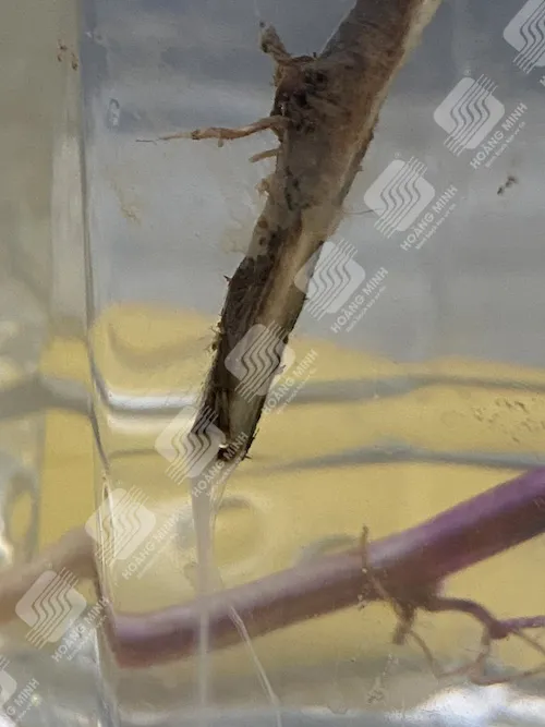 Dịch vi khuẩn màu trắng đục tiết ra từ mạch dẫn cây khoai lang