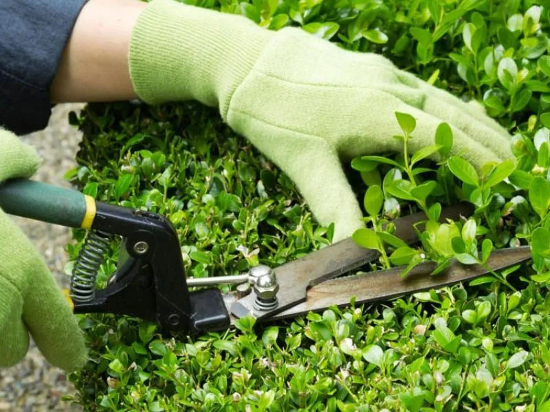 Dịch vụ chăm sóc cây cảnh định kỳ tại nhà