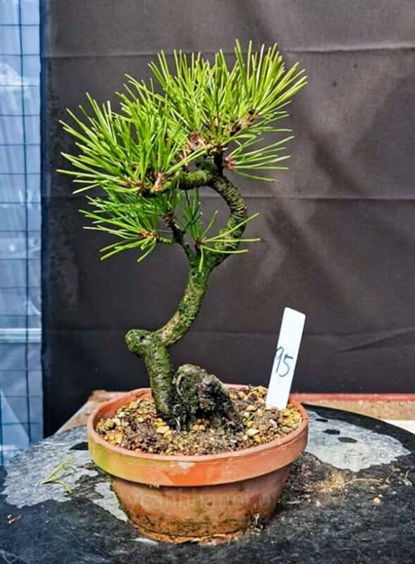 Cây Hoa Giấy Ngũ Sắc: Hướng Dẫn Trồng Và Chăm Sóc Toàn Diện Từ A Đến Z