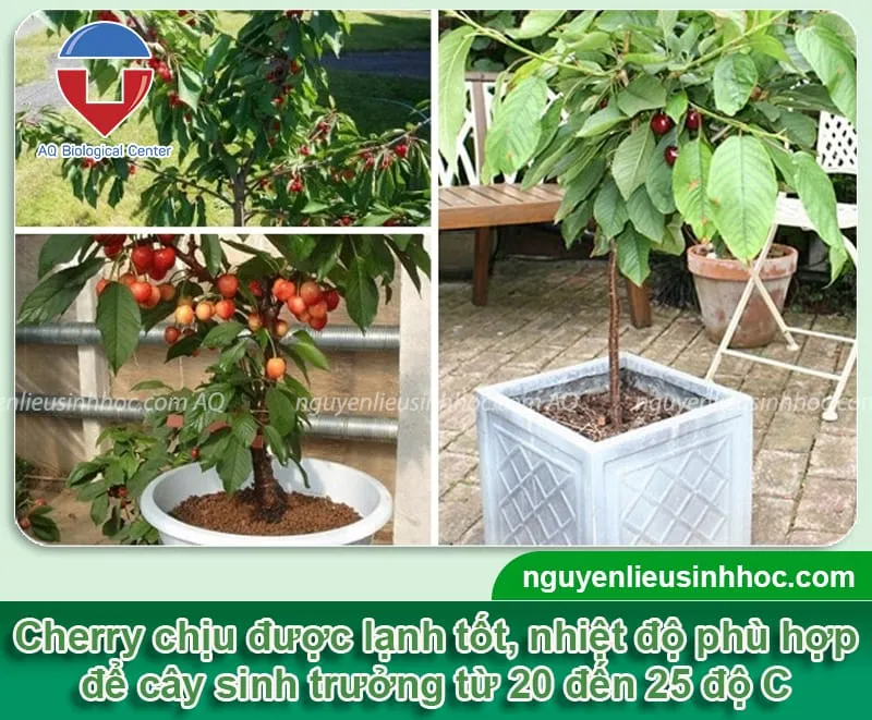 Cách trồng cây cherry trong chậu sai cành, cho quả tròn mọng