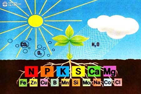 Phân Lân Cung Cấp Nguyên Tố Dinh Dưỡng Nào Cho Cây Trồng Và Tác Dụng Chính