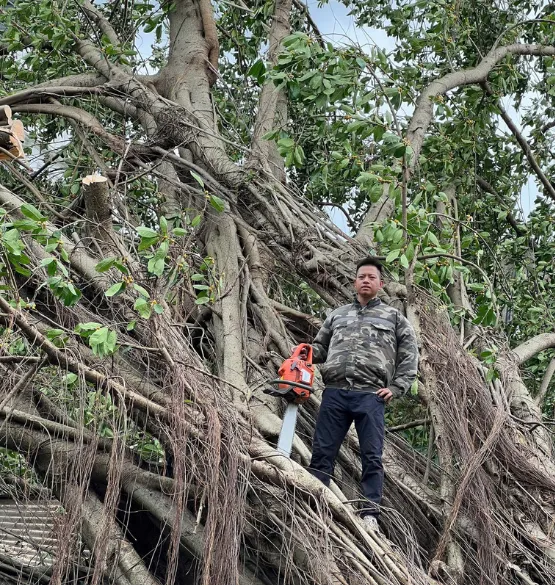 Thương hiệu Cắt Tỉa Cây Xanh Đình Tấn