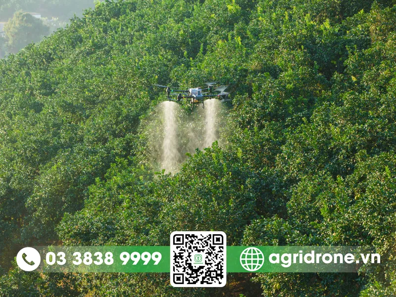 Ứng dụng máy bay phun thuốc trong canh tác sầu riêng hiện đại giúp tiết kiệm chi phí