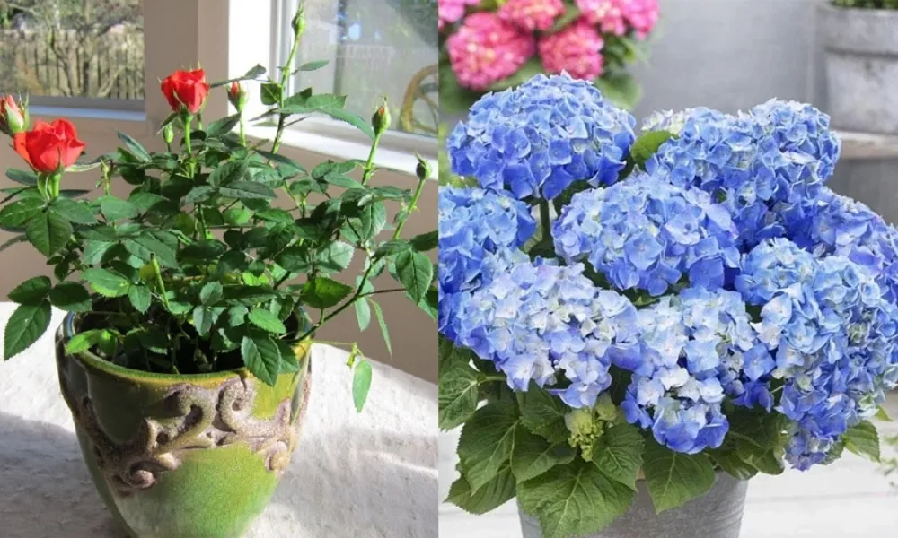 Trồng hoa hồng và cây cảnh tạo vẻ đẹp rực rỡ cho sân thượng