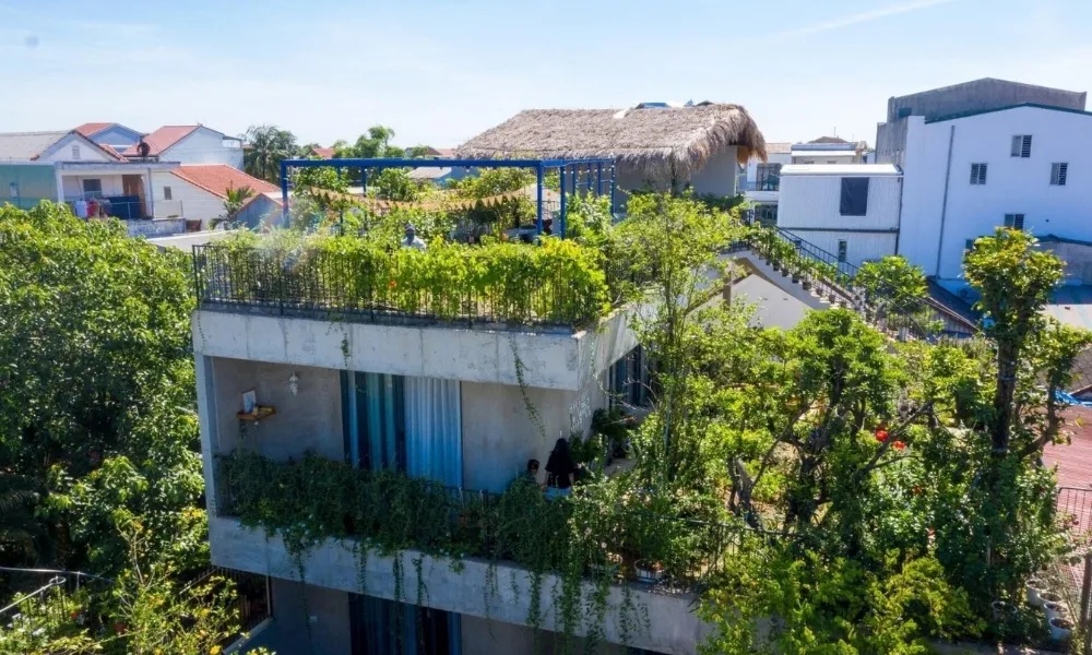 Kỹ thuật đổ đất trồng cây trên sân thượng giúp cây phát triển khỏe mạnh