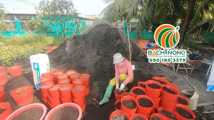 Quá trình chuẩn bị đất và cho vào chậu nhựa để trồng hoa vạn thọ bán tết