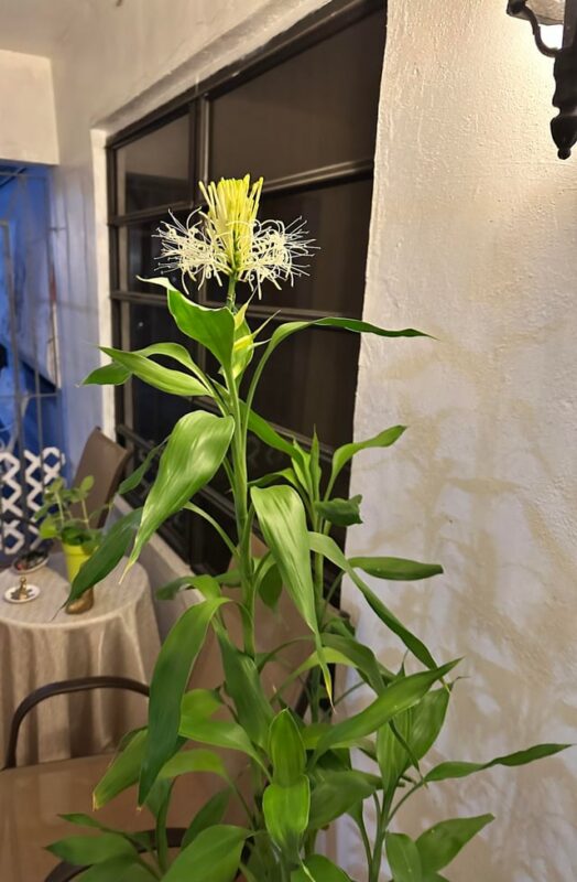 Có Nên Trồng Cây Hoa Ngọc Lan Trước Nhà? Ý Nghĩa Phong Thủy Và Cách Chăm Sóc