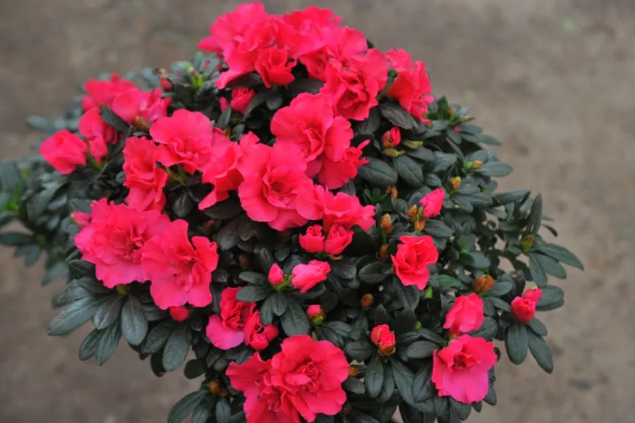 Hoa đỗ quyên trong phòng tắm