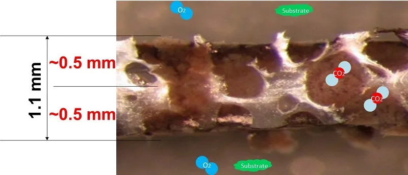 Sơ đồ minh họa độ dày tối ưu của màng sinh học bám dính trên Biochip